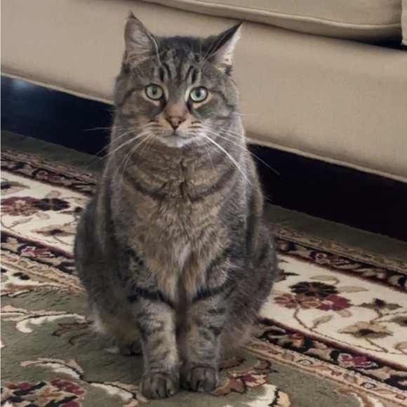 Meet your Posher, Morgan - Picture 2 of 6